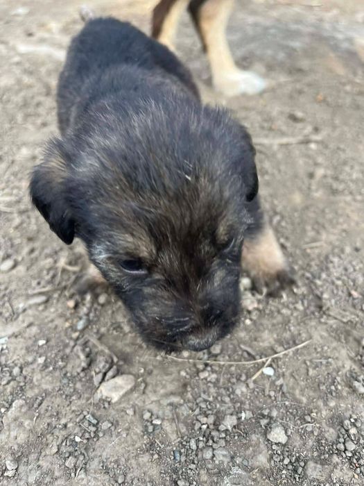 Donam cățeluși metiș