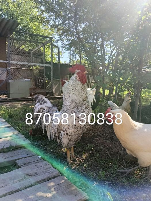 Петух 6000 продам