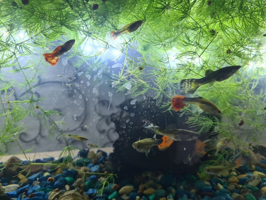 Аквариумные рыбки Гуппи