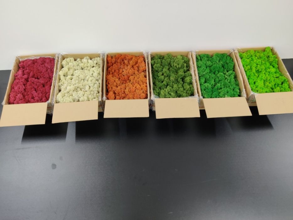 Licheni si muschi ornamentali pret de producator IMPORTATOR DIRECT