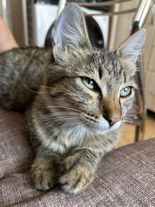 Спасите котенка от улицы
