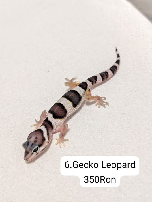 Soparla Gecko Leopard