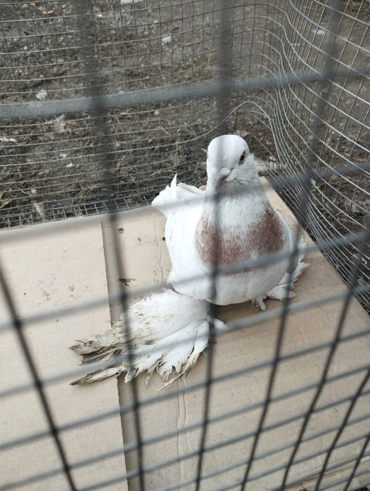 Продам самца голубя