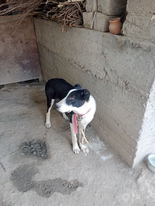 Alabay sotiladi 8 oylik narxi 300$
