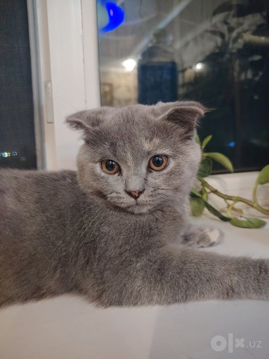 Шотландская вислоухая кошка