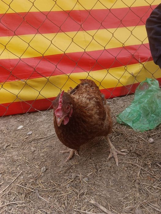 Тауықтар мен қораздар