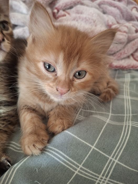 Отдам в добрые руки котят.