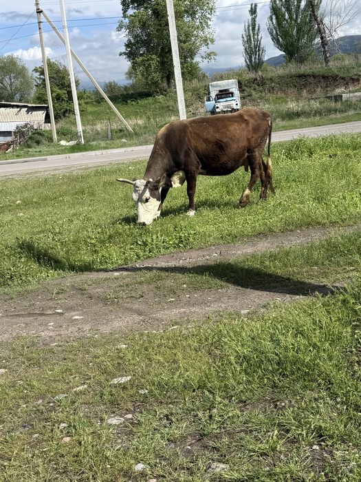 Домашняя корова с теленком