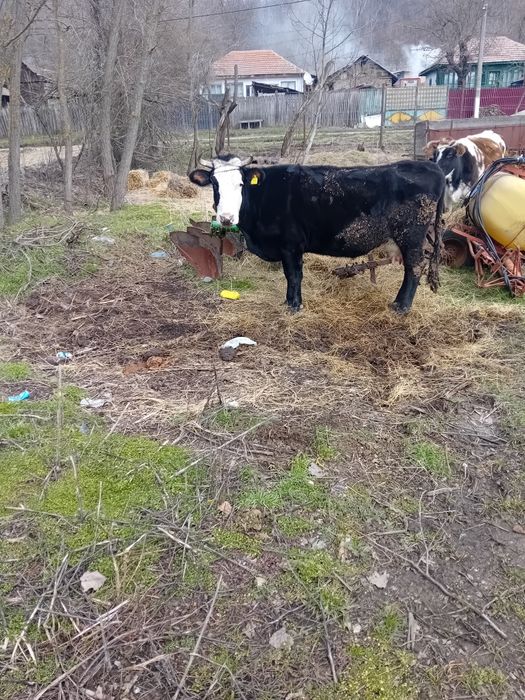 Vaca de lapte romanesca