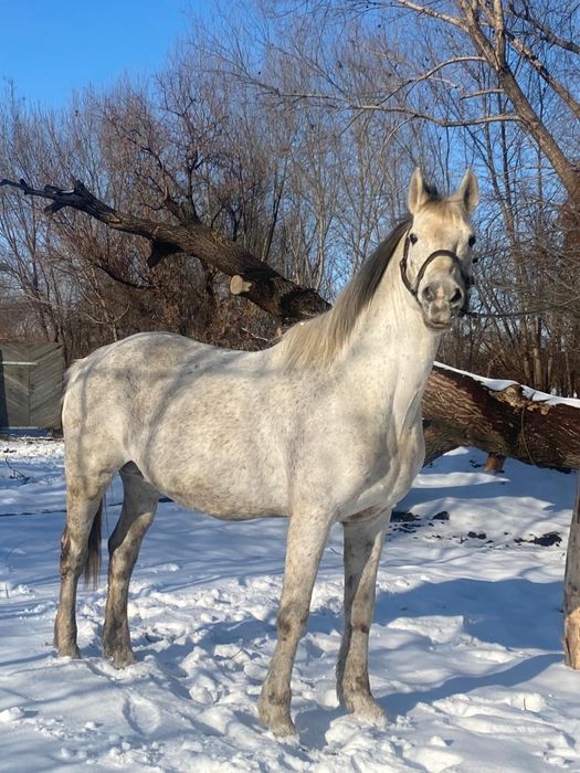 Айғыр сатылады...