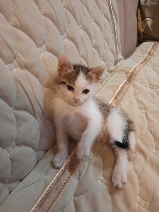 Продам котенка девочку