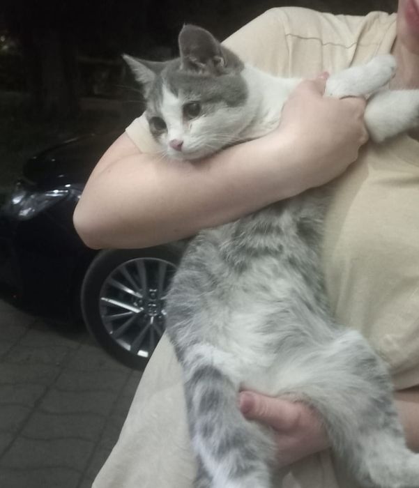 Отдам кошечку, 6 мес.