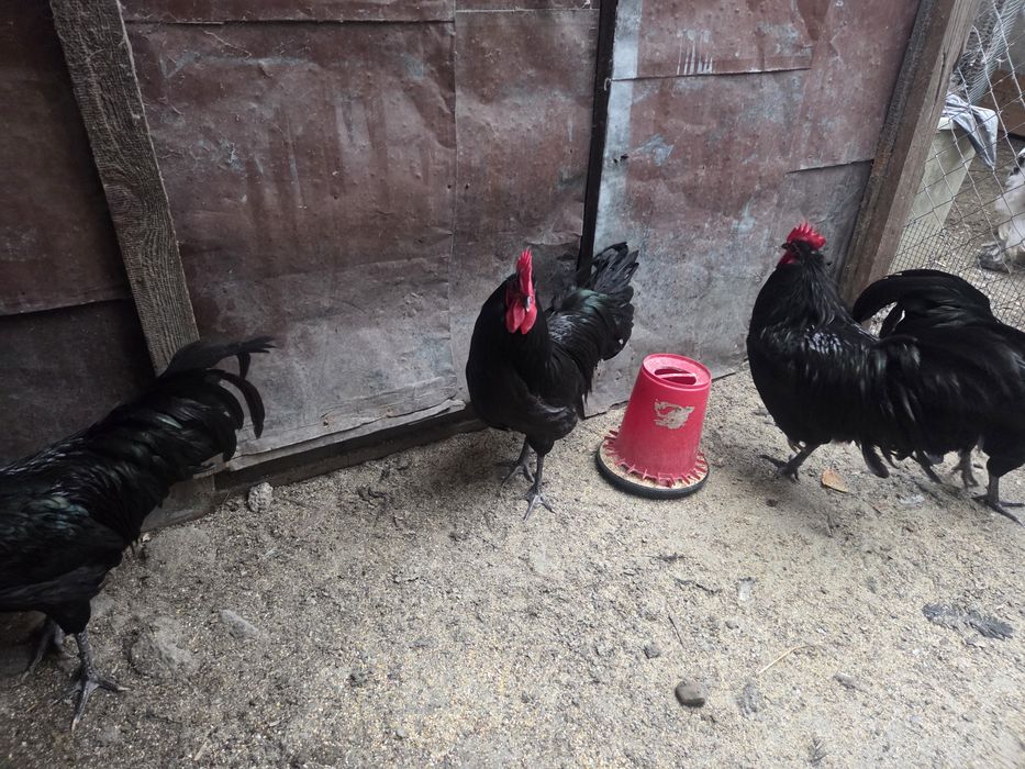 Cocosi Australorp culoare neagra