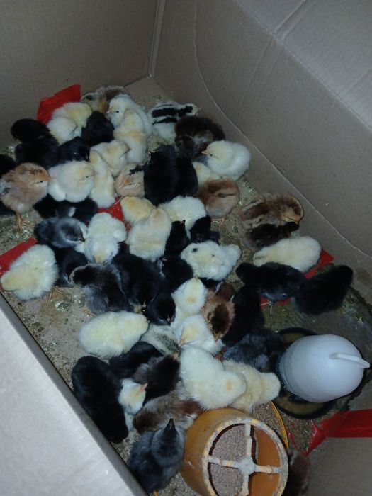 Сатылатын шожелер бар 4/5 кундык