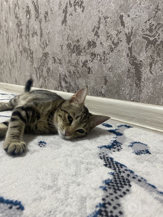 Кошка девочка бенгальская отдадим даром