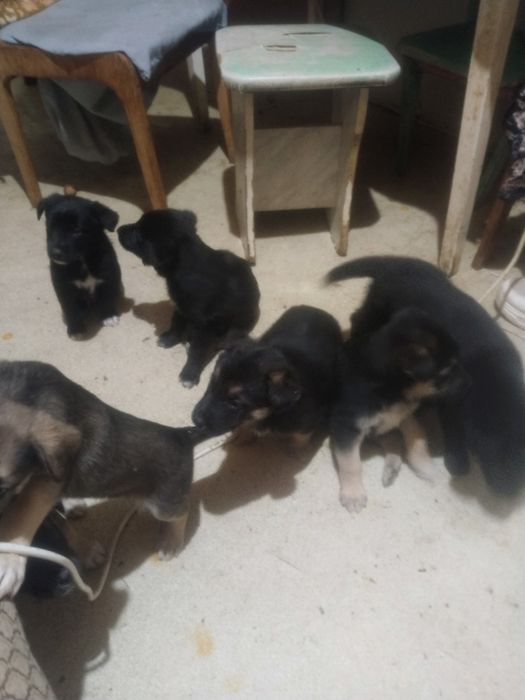 Продам щенков немецкой овчарки