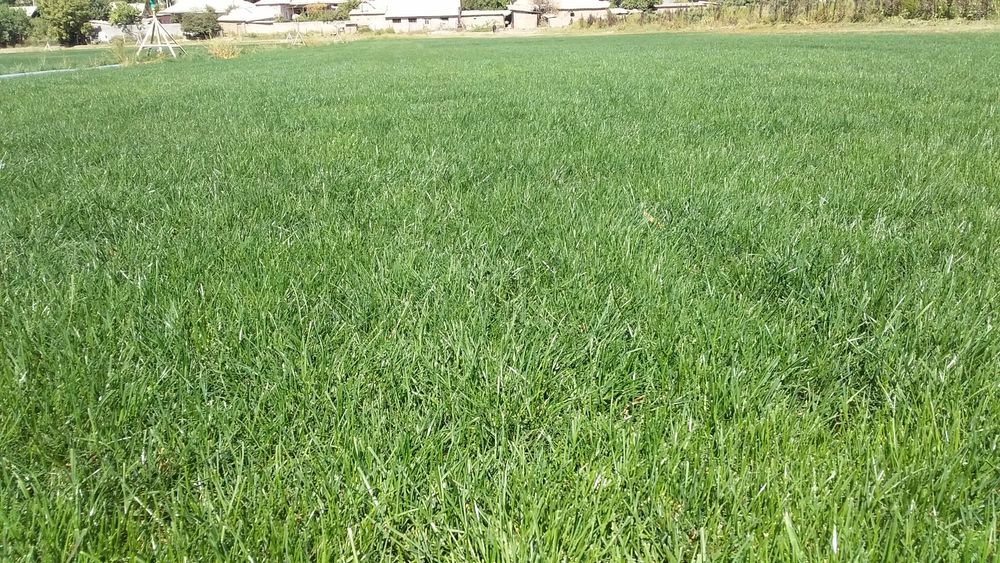 Газон готовый, живой. Сорт "Johnsons"