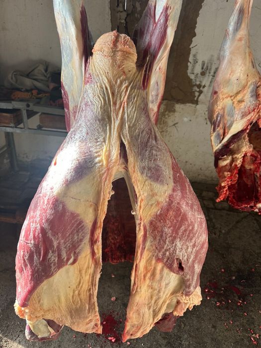 Продам соғым  тайынша