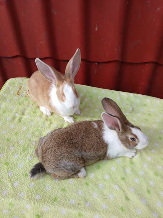 Iepure Hycole Francez