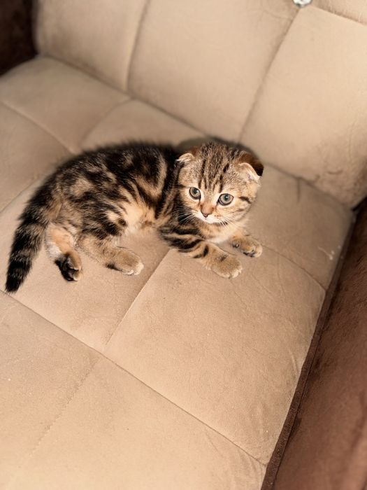 Срочно продается мальчик здоровый