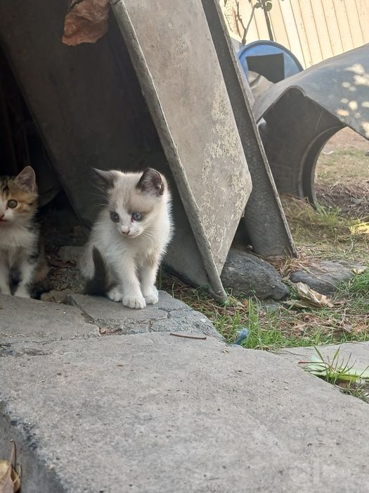 Пристраиваются котята .