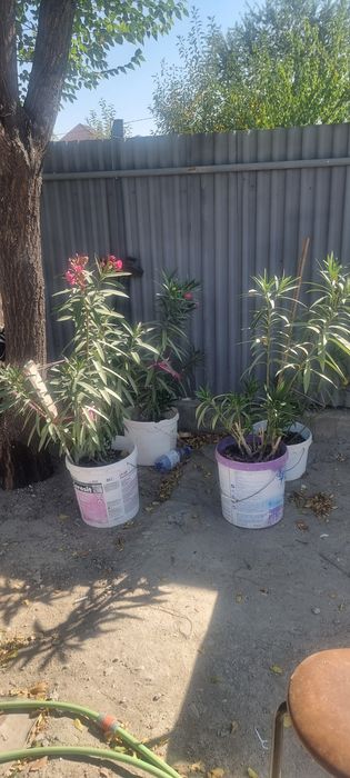 Продам цветы олеандры и бугенвилии