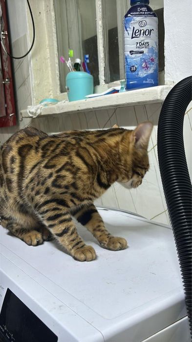 Продается, пародистый, мужчина