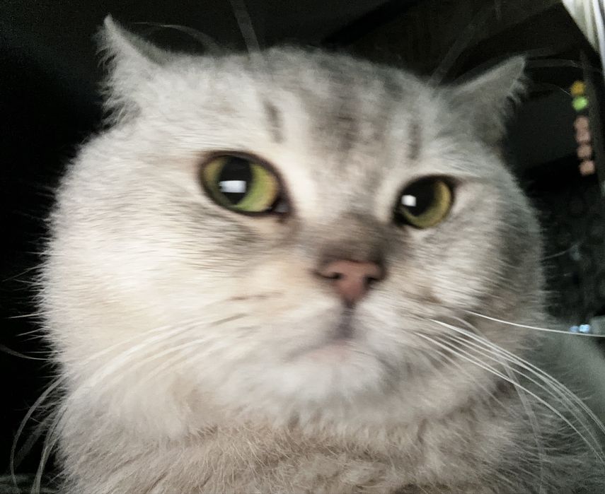 Aslzoda kumushrang Britan mushugi sotiladi!