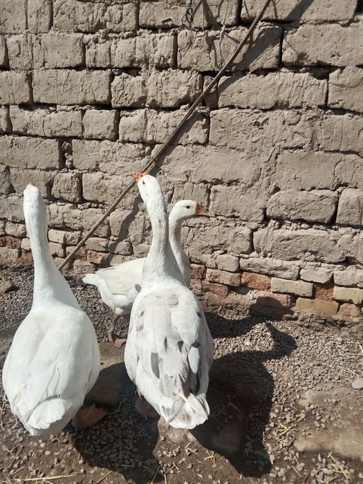 Gʻozlar sotiladi. Bir yoshdan oshdi. Tuxumga kirgan.