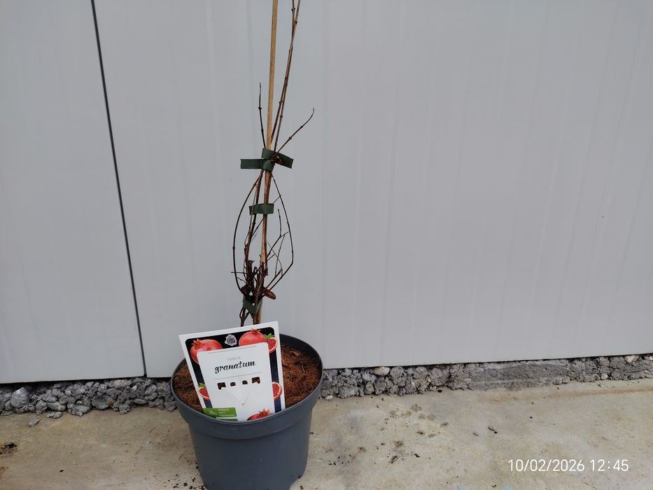 Малина , Къпина, Нар  Смокиня сортове