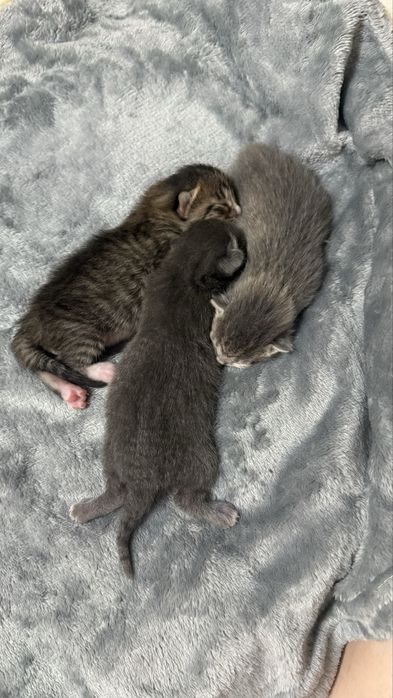 Отдам котят БЕСПЛАТНО