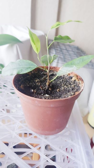 Продам фикус Бенджамина