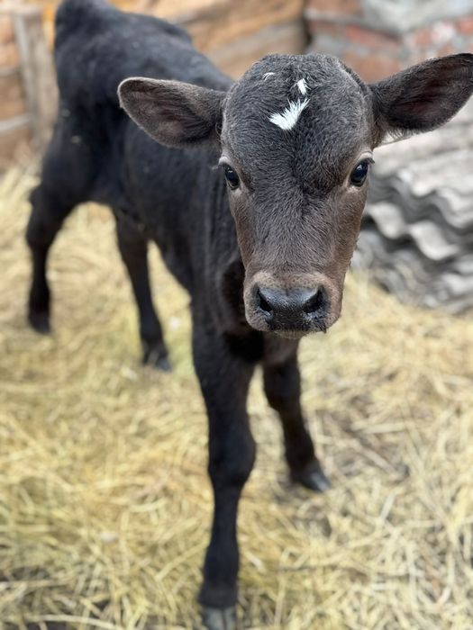 Продам теленка вопросы