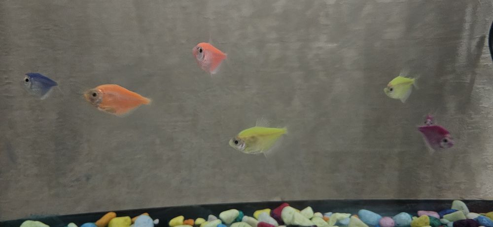 Akvarium 20litrli 8ta glofish baliqlari, filtri bilan