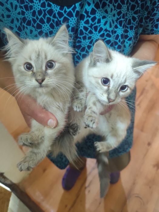 Котята   сиамские
