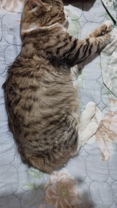 Беременная кошка бесплатно срочно