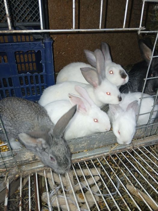 Продают кролика 2 мецис