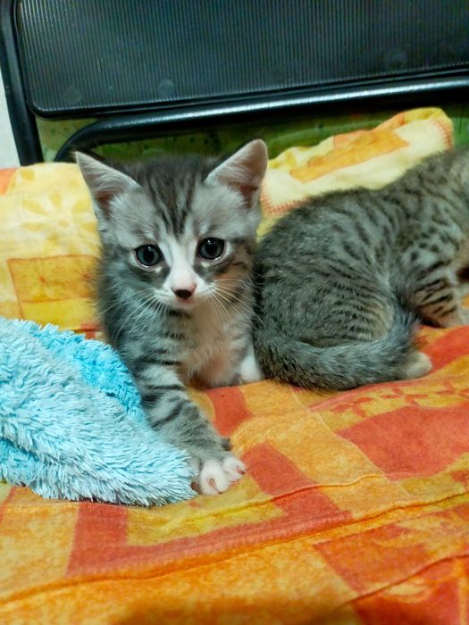Отдам красивых котят