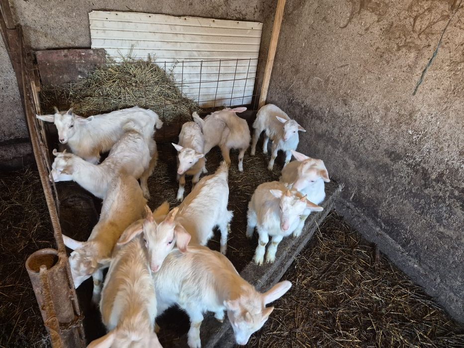 Iezi saanen și miei