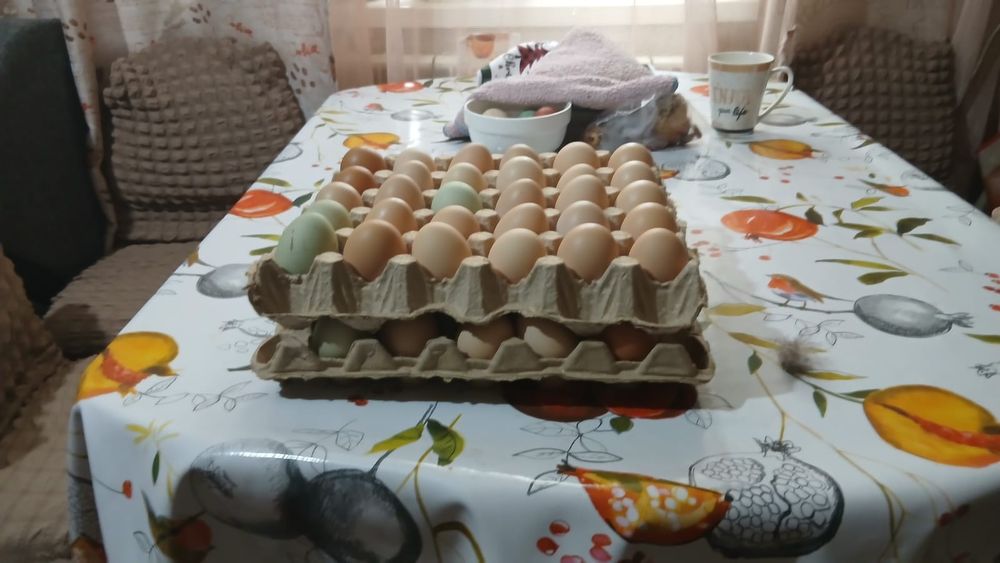 Домашние  куриные яйца