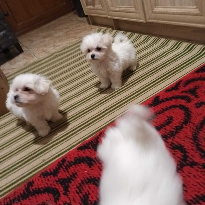 Bichoni Maltezi Miny Toy