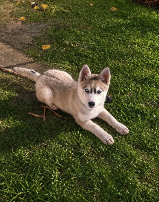 Щенок Хаски чистокровный