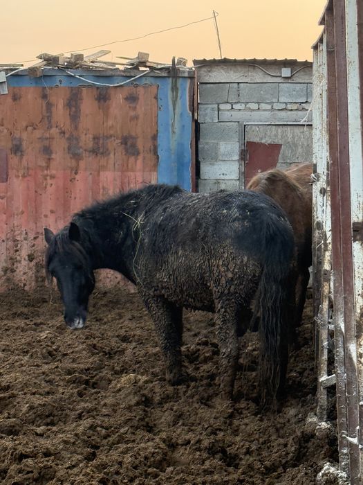 Бие байтал лощадь жылқы
