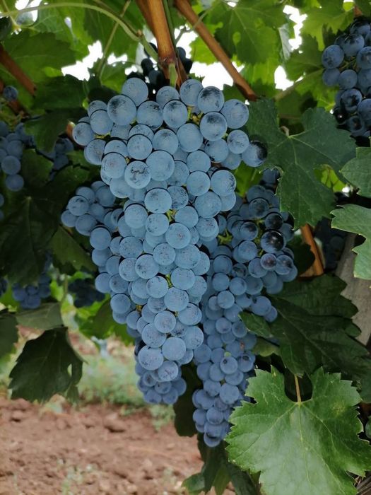 Продавам грозде за ракия и вино
