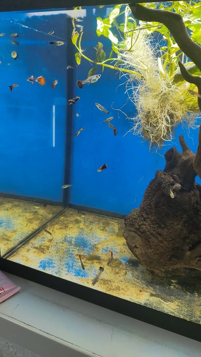 Аквариумные рыбки Гуппи