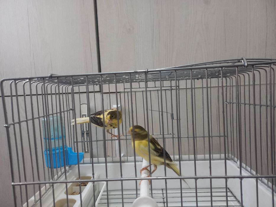 Канарйека смотилади