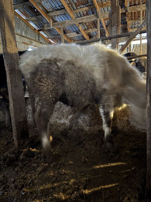 Тайынша сатылады 11 айлық.