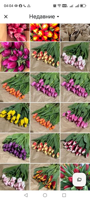 Тьюльпаны оптом с теплицы