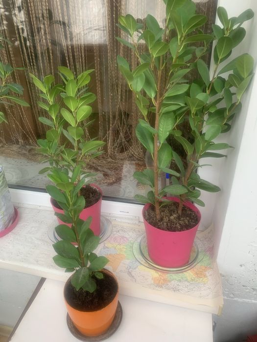 Фикус мокламе вечнозеленый