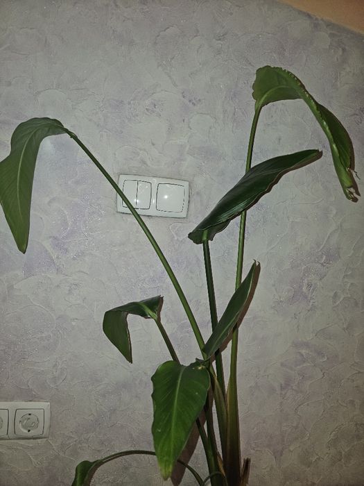 Стрелиция Николай